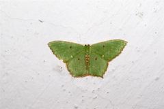 Cyclothea disjuncta