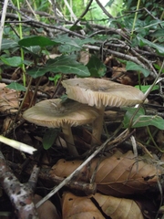 Melanoleuca polioleuca