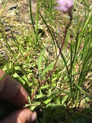 Lithophragma glabrum