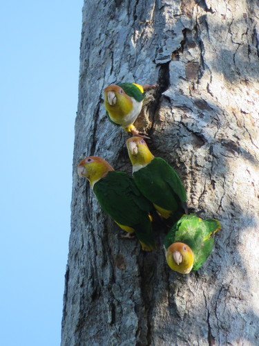 Pionites leucogaster