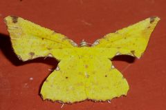 Corymica