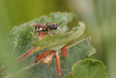 Stratiomys singularior