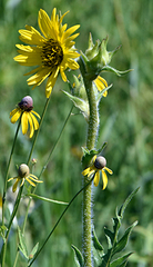 Silphium laciniatum