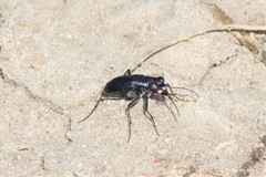 Cicindela nigrocoerulea