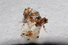 Polythlipta