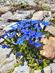 Gentiana bavarica