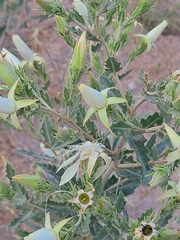 Mentzelia nuda