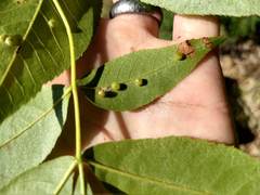 Caryomyia leviglobus