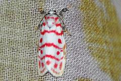 Nephelomilta effracta