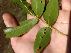 Caryomyia leviglobus