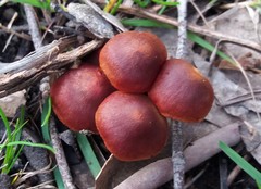 Cortinarius kula
