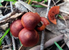 Cortinarius kula