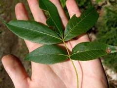 Caryomyia leviglobus