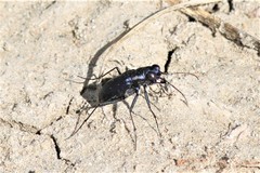 Cicindela nigrocoerulea