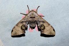 Daphnusa