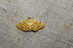 Dichocrocis