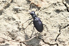 Cicindela nigrocoerulea
