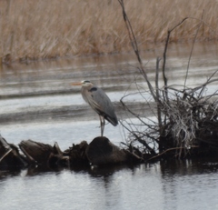 Ardea herodias herodias