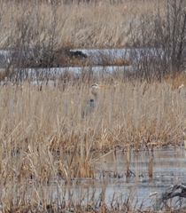 Ardea herodias herodias
