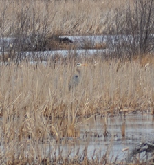 Ardea herodias herodias