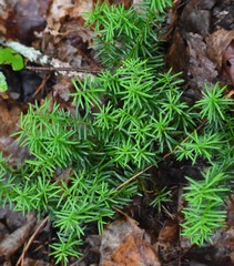 Taxus canadensis
