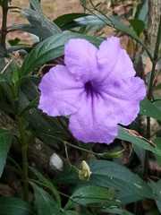 Ruellia simplex