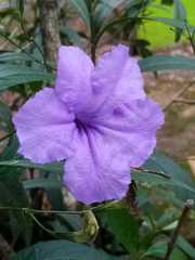 Ruellia simplex