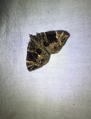 Gandaritis atricolorata