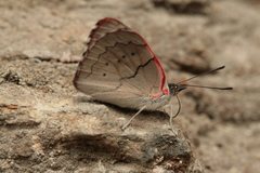 Perisama dorbignyi paula