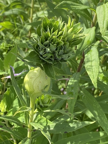 Rhopalomyia solidaginis gall photographed by Jeff Skrentny
