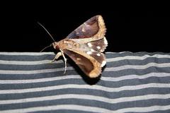 Ercheia cyllaria
