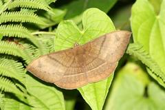 Lygniodes endoleucus