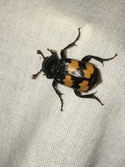 Nicrophorus interruptus