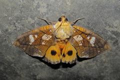 Eudocima hypermnestra