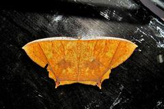 Thinopteryx crocoptera