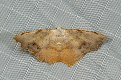 Epicompsa xanthocrossa