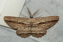 Scioglyptis loxographa