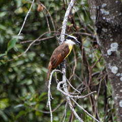 Pitangus sulphuratus