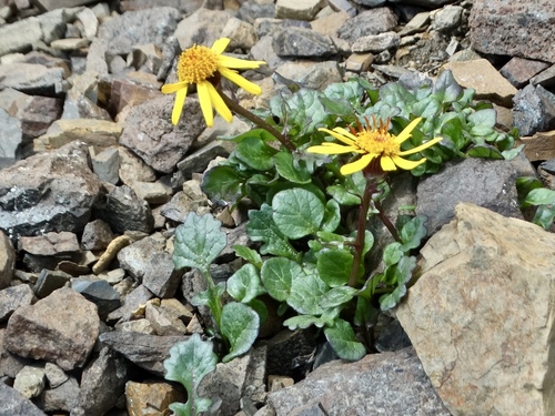 Image of Dwarf Arctic Groundsel (Packera cymbalaria) by (c) Cheryl McCleary-Catalano, some rights reserved (CC BY)