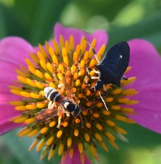 Nomada texana