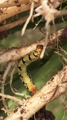 Melanchroia chephise