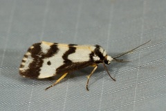 Philenora undulosa