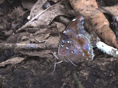 Historis acheronta