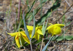 Calochortus amabilis