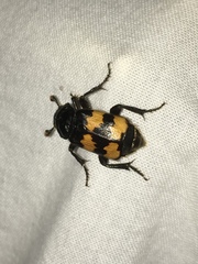 Nicrophorus interruptus