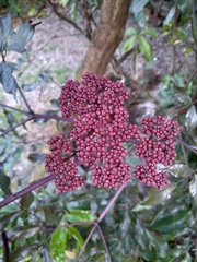 Leea coccinea rubra