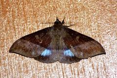 Ischyja inferna