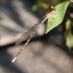 Argia immunda