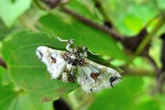 Leucinodes orbonalis