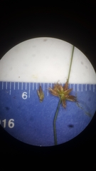 Juncus nodosus